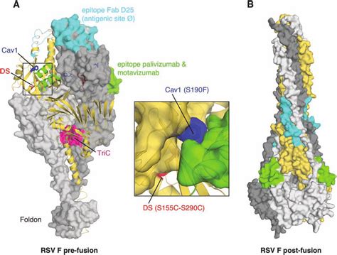 Palivizumab As Related To Respiratory Syncytial Virus Pictures