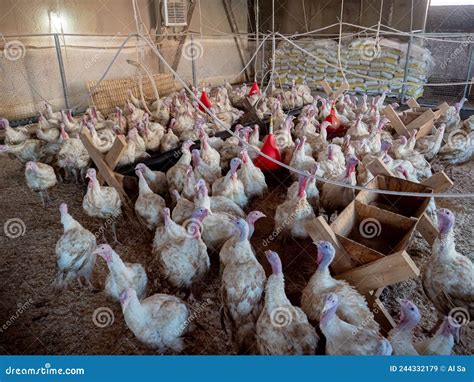 Turkey on a Farm, Breeding Turkeys. Poultry Farming . Stock Image ...