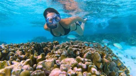 Dive into the Coral Reef in the Maldives- Maldives Travel Agent