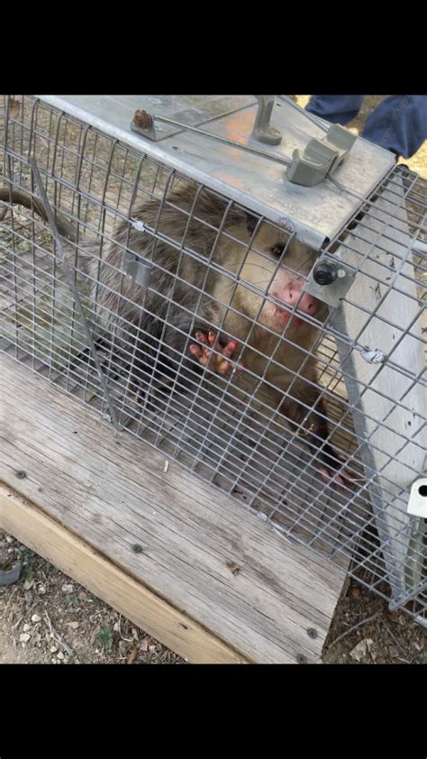 Animal Trapping And Carcass Removal Tko Pest And Lawn Of San Antonio