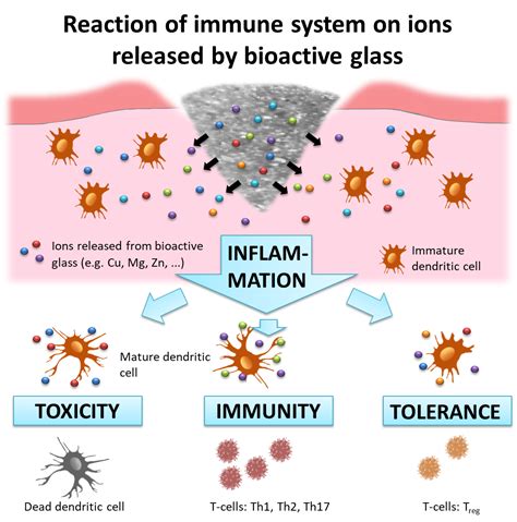 How Does Bioactive Glass Influence Immune Cells Fau Erlangen N Rnberg