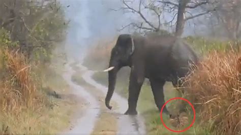 Rare Viral Video Of Tiger Making Way For Elephant Herd Amazes Netizens