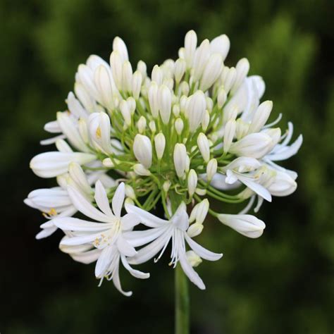 Agapanthus Ever White Leafwise