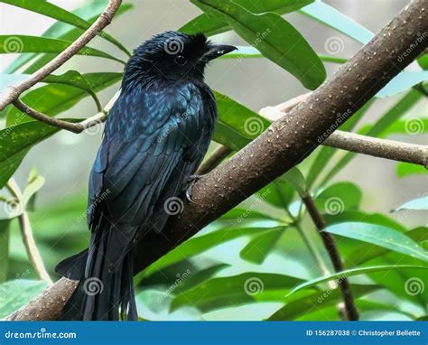 Close Up Of A Greater Racket Tailed Drongo In Bali Stock Photo Image