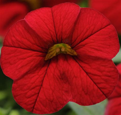 Hanger Calibrachoa Cabaret Bright Red J P Bartlett S Wholesale