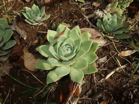 ᐈ Top 10 Cactus RESISTENTES al FRÍO 40 2022