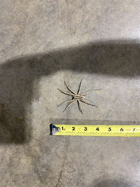 A massive wolf spider I found at work : r/spiders