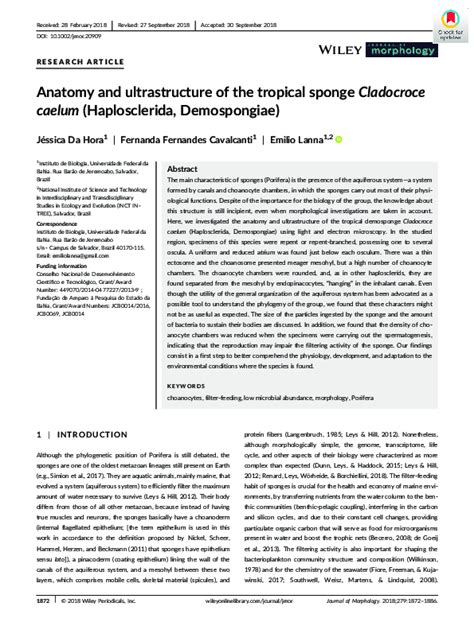 (PDF) Anatomy and ultrastructure of the tropical sponge Cladocroce ...