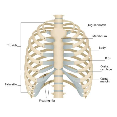 Bones of the human chest. Bones of the chest with the name and ...