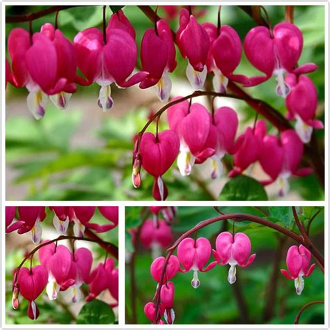 20 Seeds Mixed Bleeding Heart Seeds Dicentra Spectabilis Shade Patio Lawn And Garden