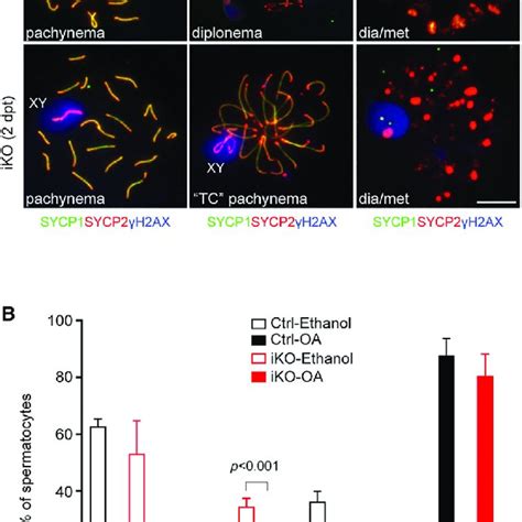 Meiotic Progression Of Ythdc Iko Pachytene Cells With Telomere