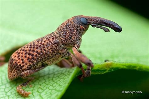 Weevil | Weird insects, Weevils, Beetle