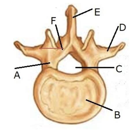 Lumbar Spine Flashcards Quizlet