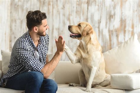 Perros de apoyo emocional Qué son y cómo se entrenan