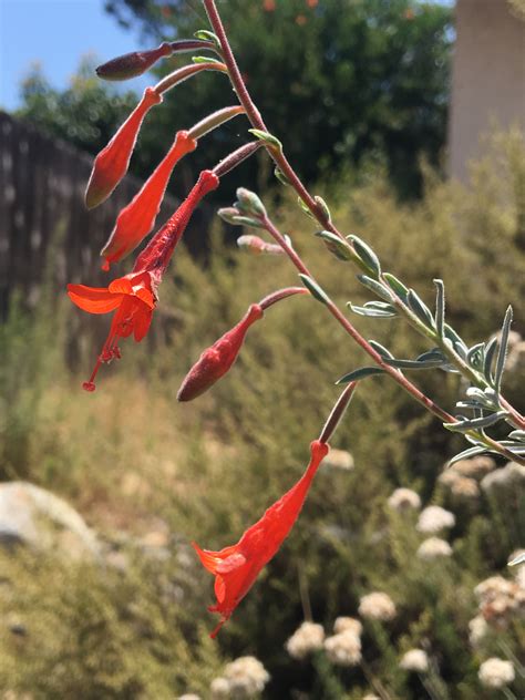 California Fuchsia