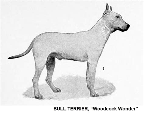 Bull Terrier | Great Dane Gnosis