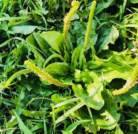 Broadleaf Plantain Benefits Journey With Healthy Me