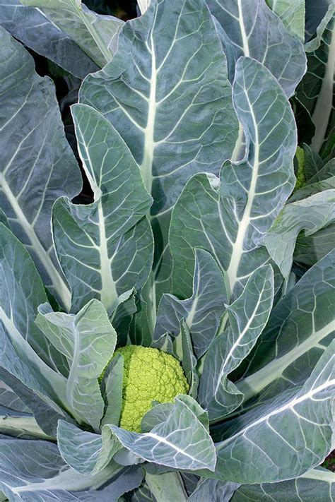 Brassica Oleracea Monaco Nature Encyclopedia