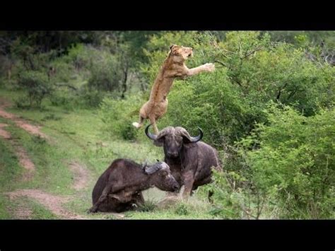 Lion Vs Tiger Real Fight Video - Animal Face-Off