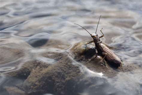 Best Hatches On Rock Creek The Missoulian Angler Fly Shop