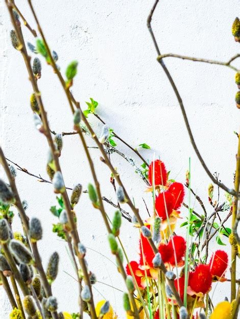 Premium Photo Spring Feeling Nature Background With Willow Branches Pussy Willow Srpingtime