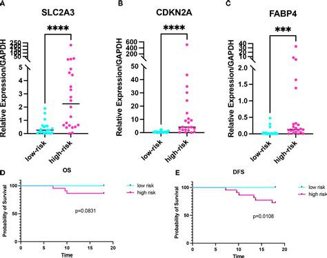 Frontiers Establishment And Validation Of A Ferroptosis Related