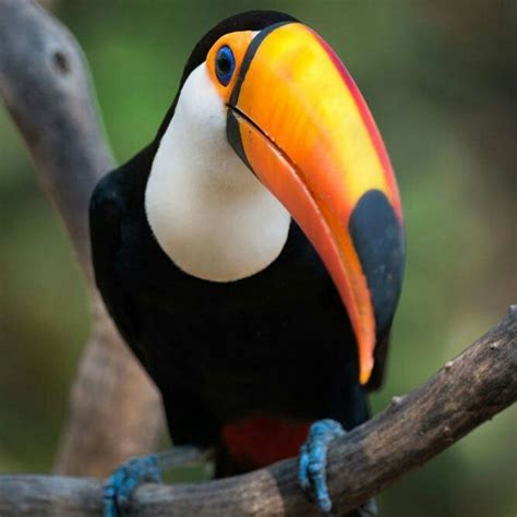 Пин от пользователя Chance на доске Toucan | Рисование