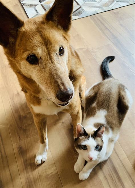 只今の犬猫 普通モードで撮るとパースが効きすぎて手前犬の顔が大きく映りますね 左が普通モード右がポートレートモード 天地創造