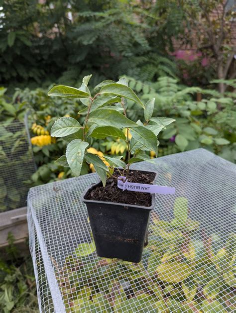 Bush Cherry – Jan – The Bronx Edible Nursery