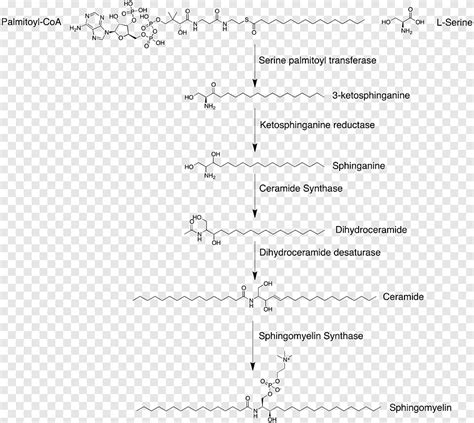 Sphingomyelin Synthesis