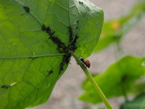 Beans Pests and Diseases, Control Methods | Gardening Tips