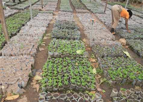 Tropical tree seedling production at the permanent nursery of the... | Download Scientific Diagram