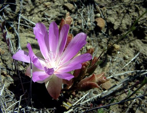 Montana State Flower Bitterroot Photograph By Ron Hunter