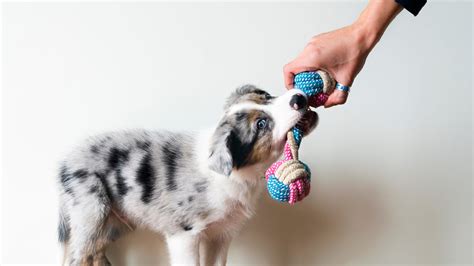 Fun Games To Play With Your Puppy Furry Babies