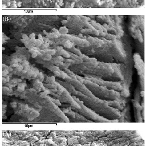 A Sem Micrograph Of Fracture Surface Of Glass Ceramic G 1 B Sem