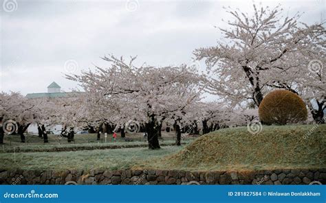 Cherry Blossom of Goryokaku Park, Hakodate, Japan Stock Photo - Image ...