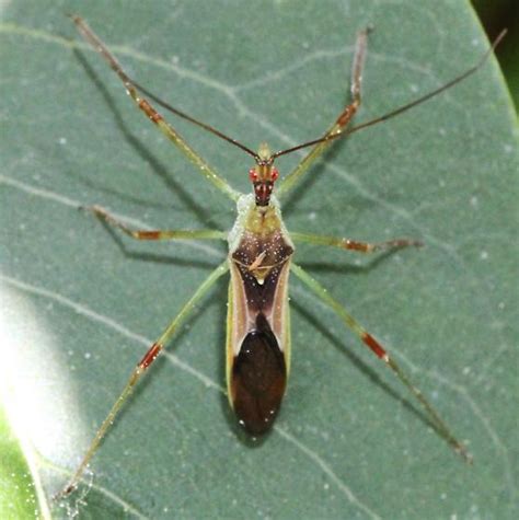 Pale Green Assassin Bug Zelus Bugguide Net