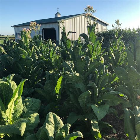 Virginia Gold Tobacco Seeds Etsy