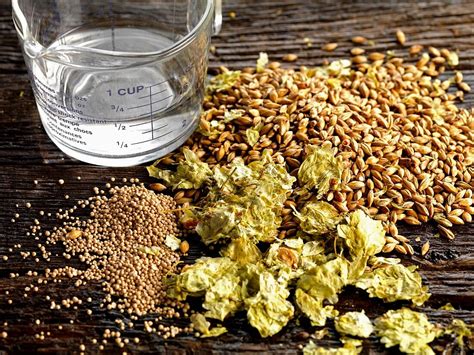 beer ingredients hops barley yeast license images