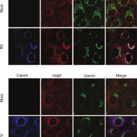 Pabp Colocalizes With Capsid In Infected Cells Vero Cells Were