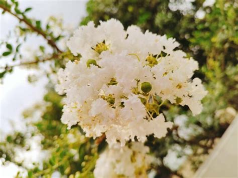 Lagerstroemia Indica Neige D Ete P Pini Res Ripoche Nantes