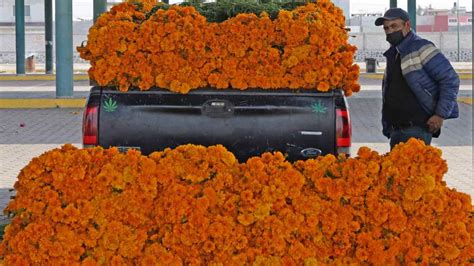 Puebla líder nacional en producción de flor de cempasúchil