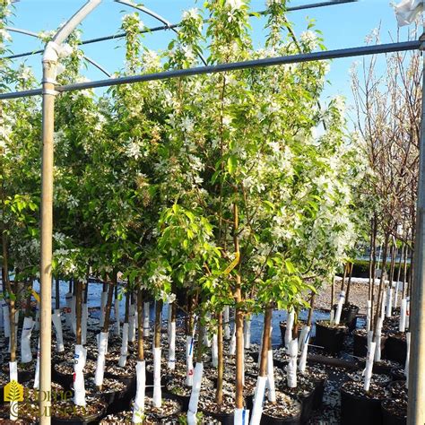 Malus X Spring Snow Crabapple From Home Nursery