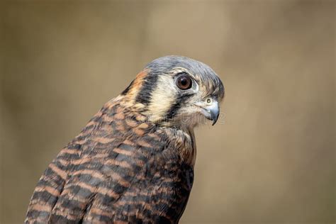 American Kestrel Stock Photo Image Of Wings Nature 95276208