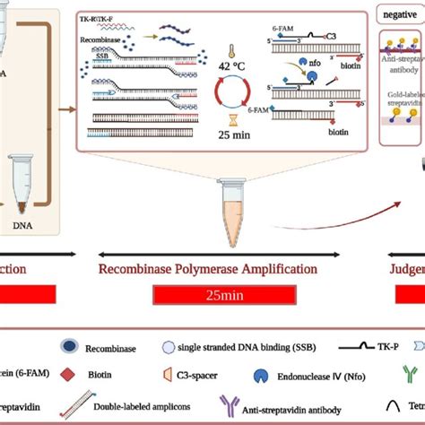 Schematic Diagram Of The Rpa Vf Assay A Dna Extraction Kit Axygen