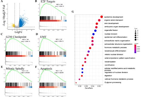 Differentially Expression Gene Identification And The Enrichment