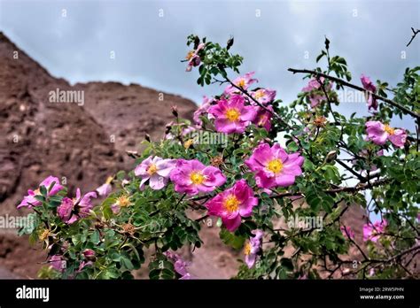 Webbs Rose Growing Wild In The Stok Valley Ladakh India Stock Photo