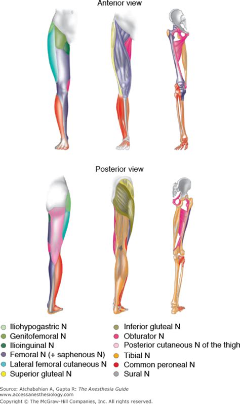 Myotomes Of Lower Extremity