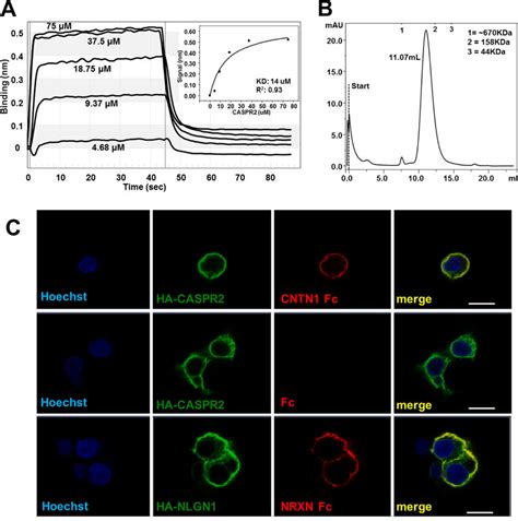 Caspr2 And Cntn1 Association Experiments A Bli Experiment Of The