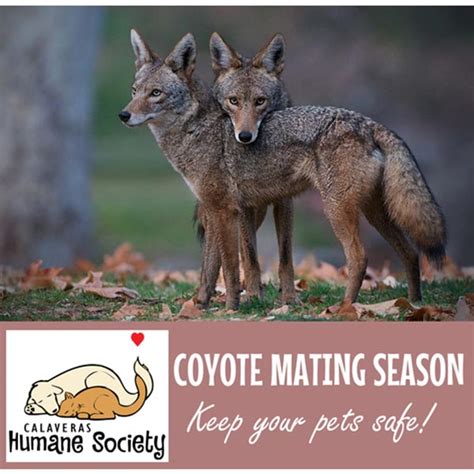 Coyote Mating Season - Calaveras Humane Society